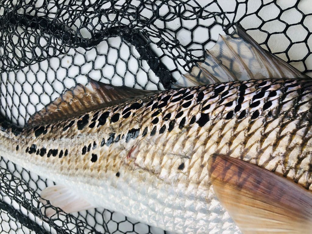 multiple spot redfish