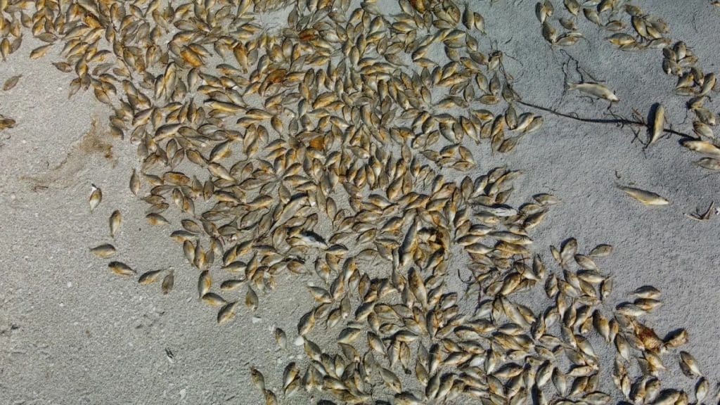 dead fish at a red tide event