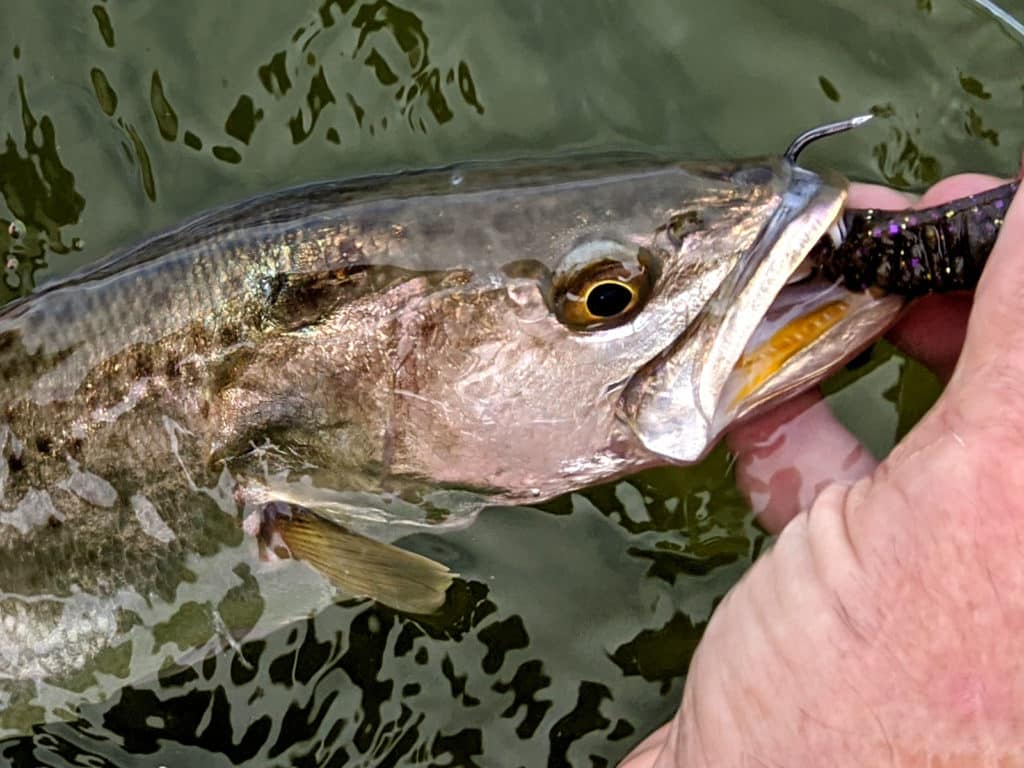 A Self-Releasing Fish Hook