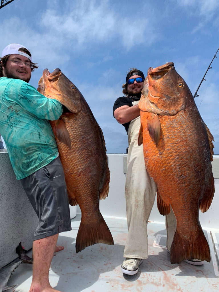 Atlantic cubera snapper