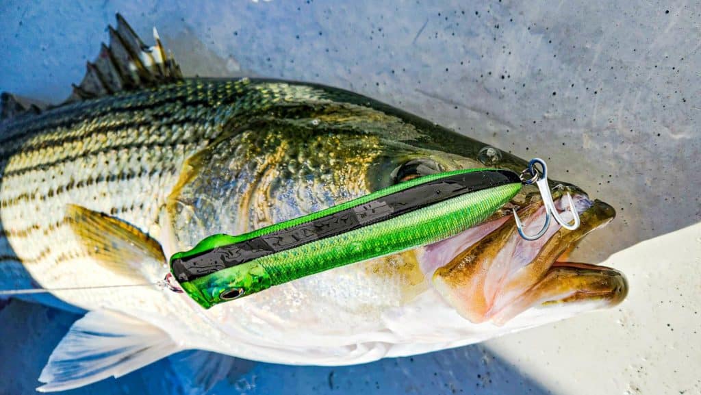 striped bass on popper