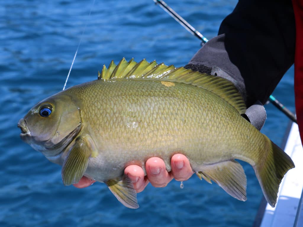 Algae-Eating Fish Caught on Squid