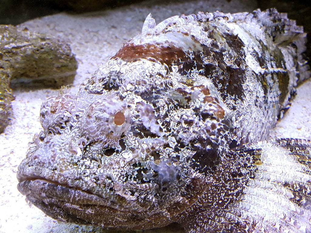 stonefish