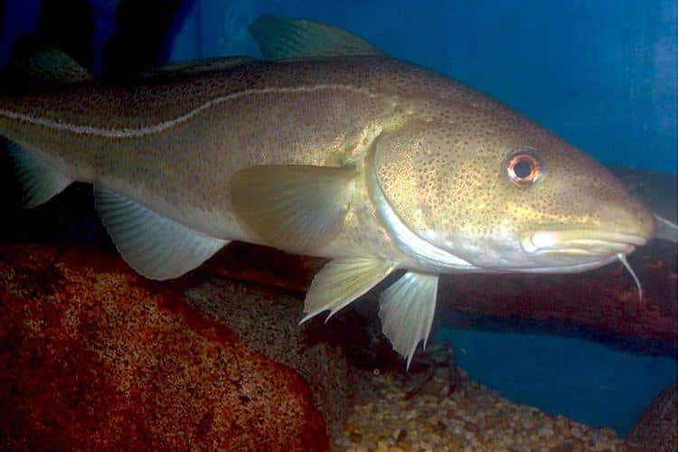 Atlantic cod