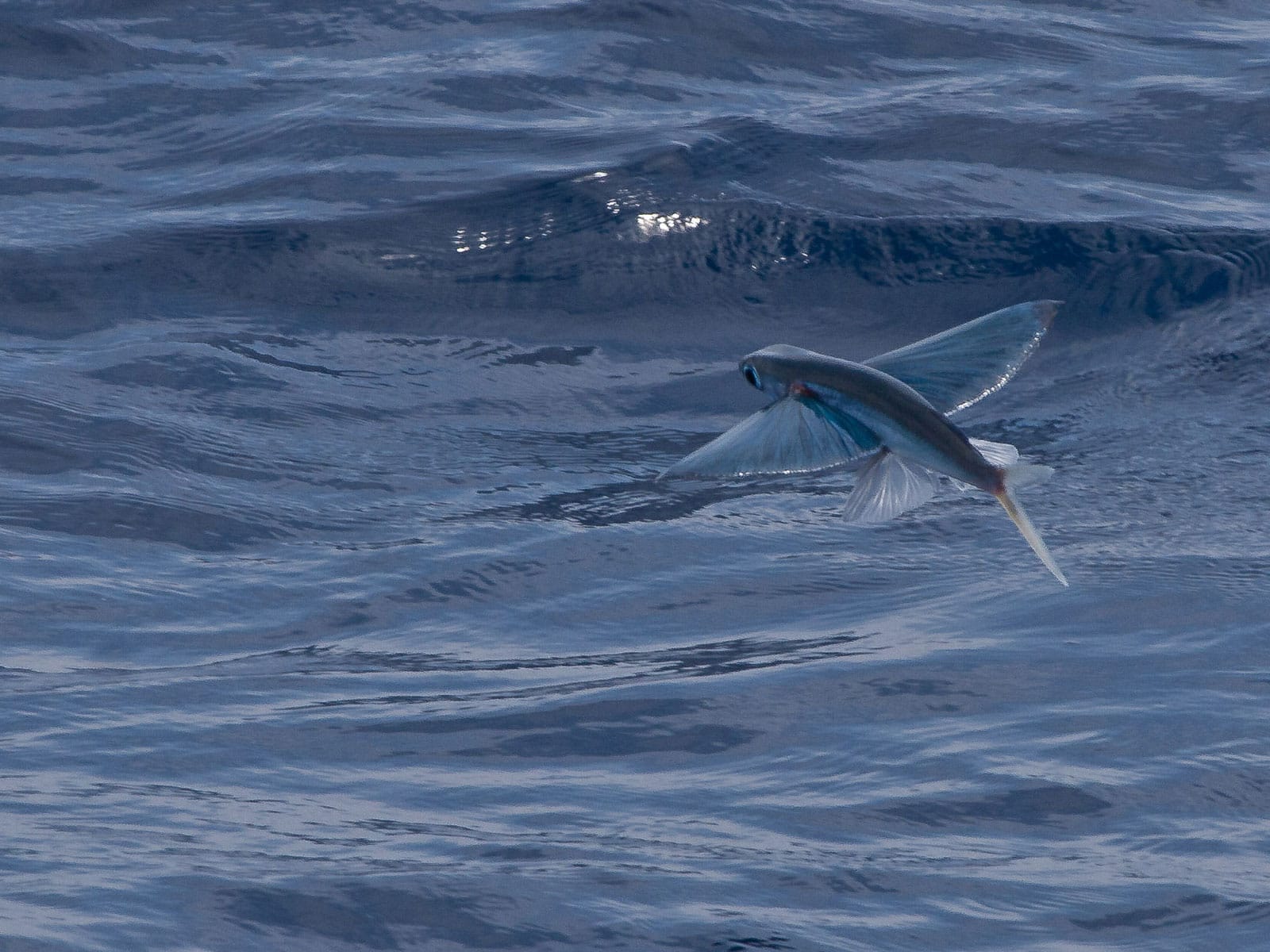 Fish Facts: 10 Things You Didn't Know About Flying Fish
