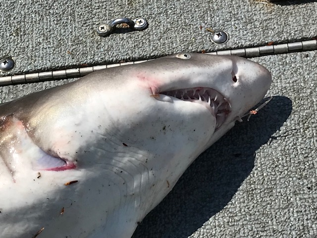 sand tiger shark mouth