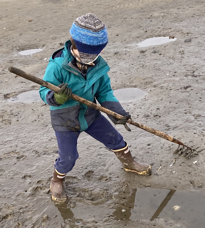 raking clams