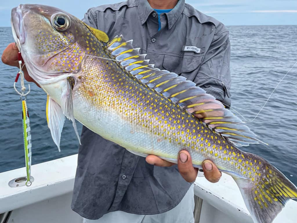 Tilefish caught jigging