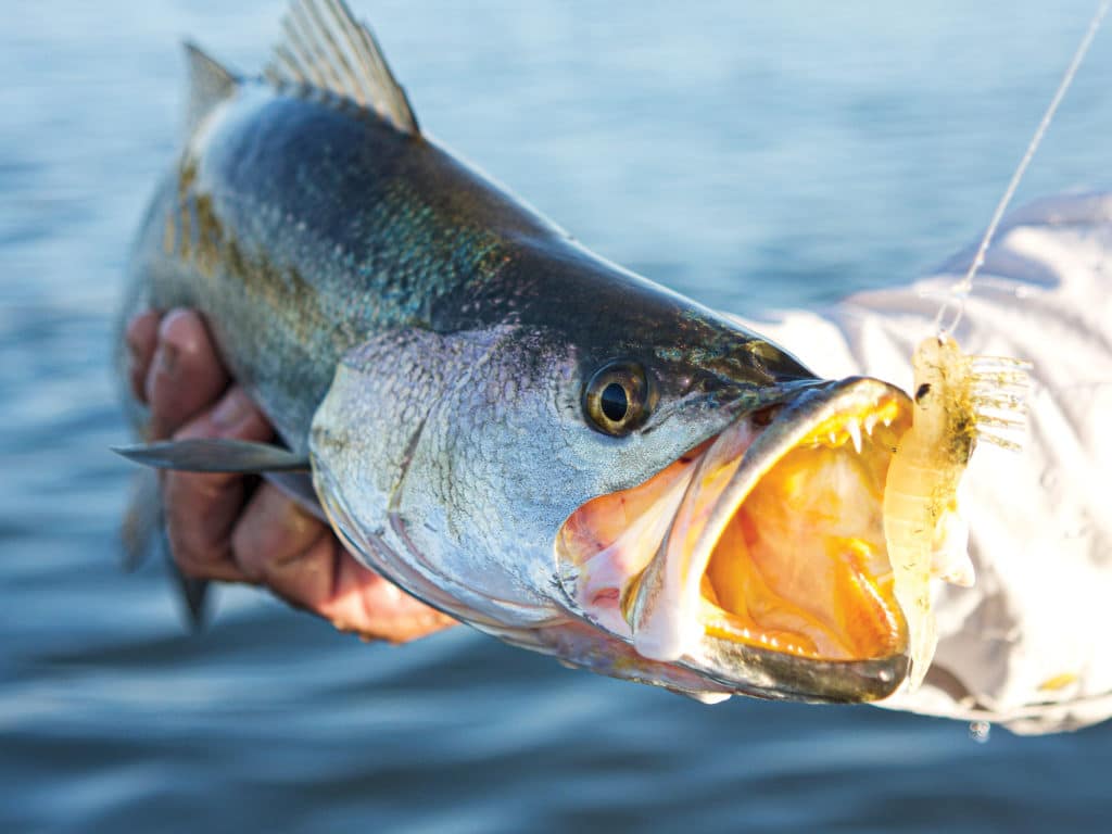 Large trout on the line