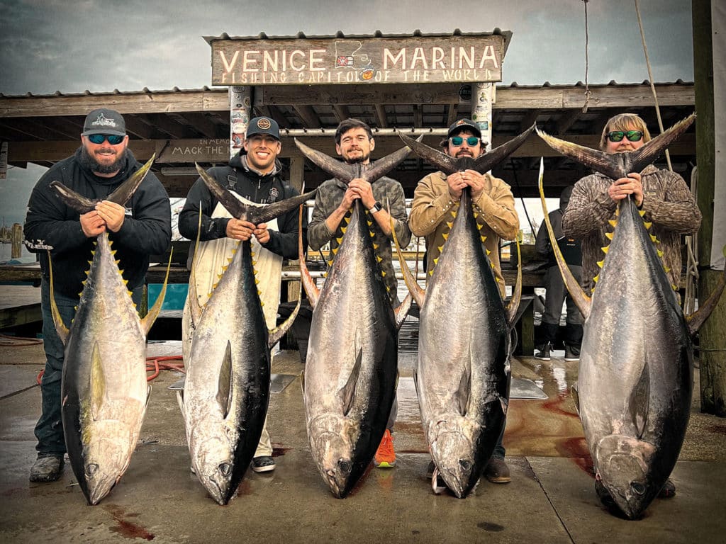 Yellowfin tuna caught off Venice