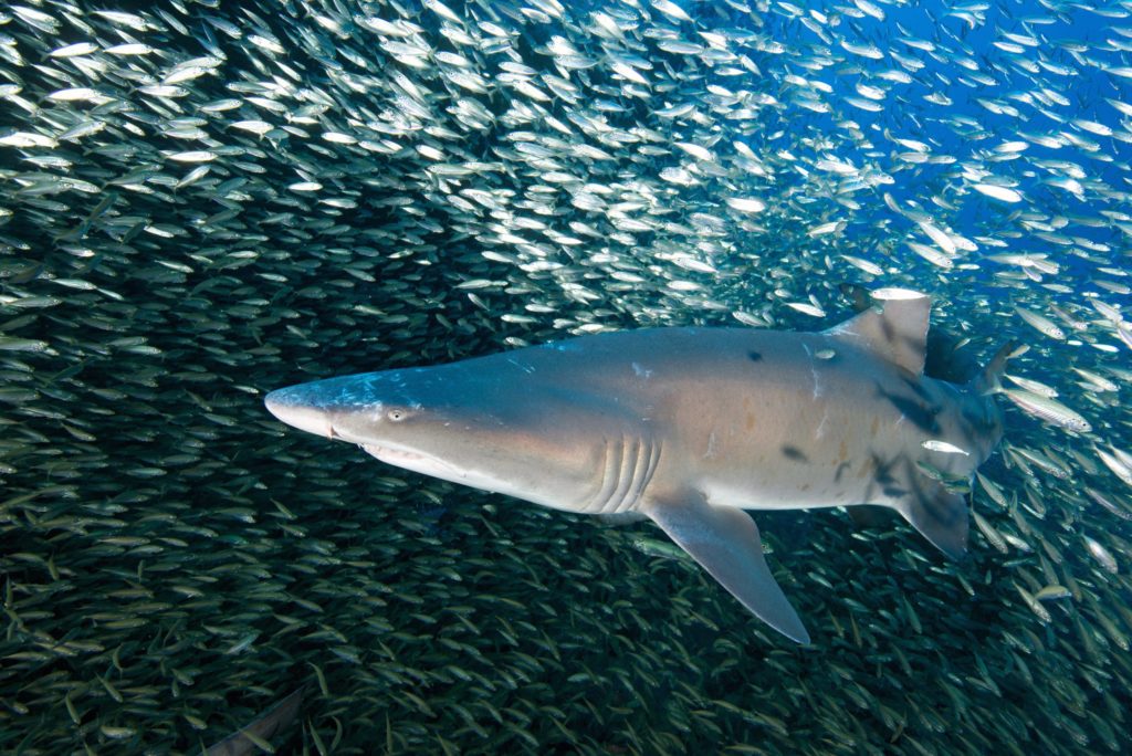 sand tiger shark