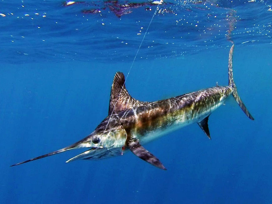 striped marlin