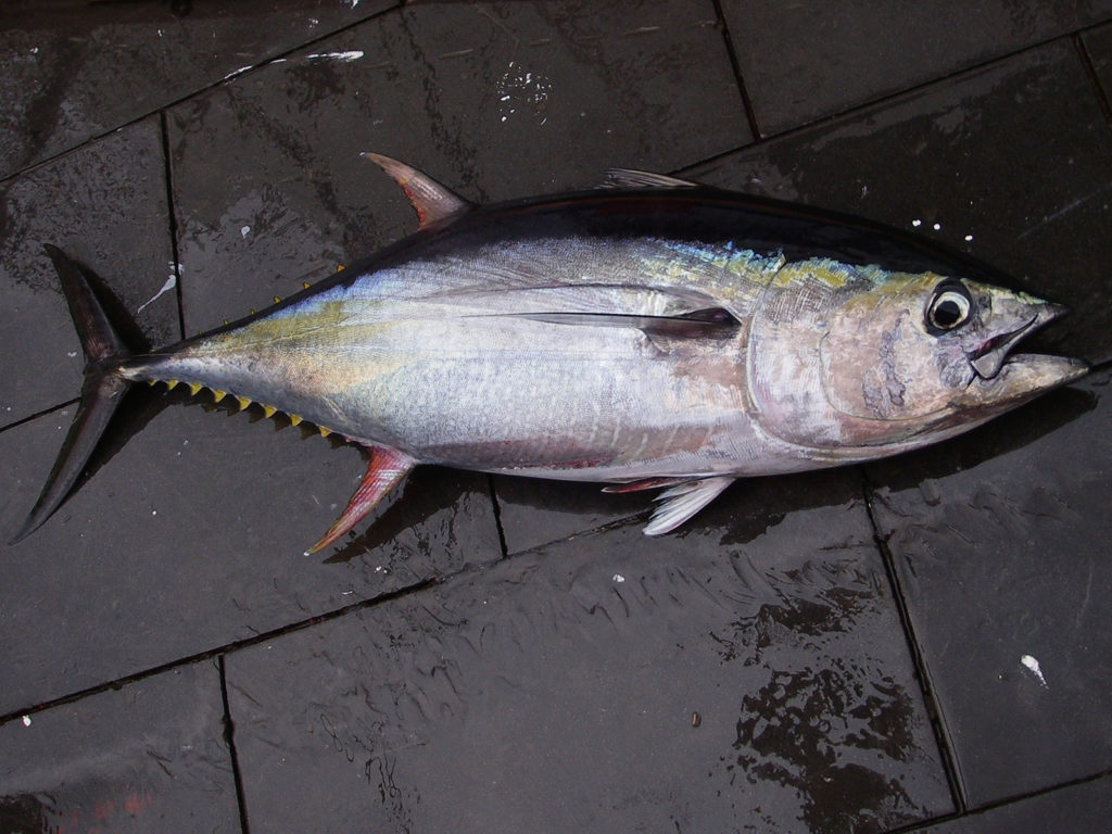 Yellowfin tuna NOAA