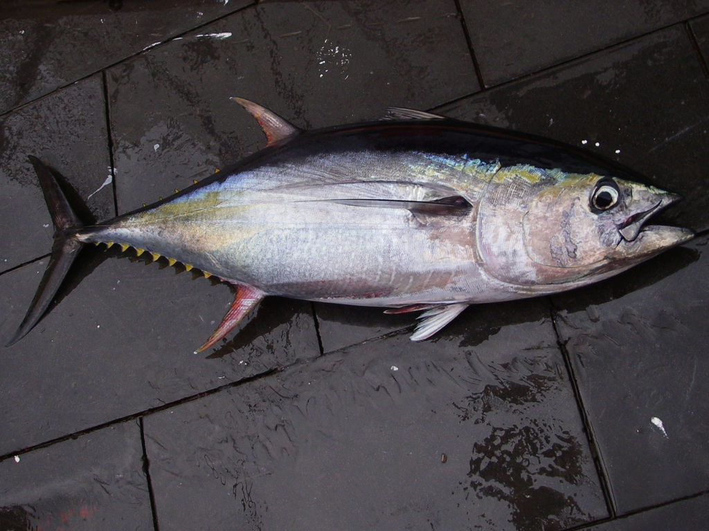 Masverin Online on X: #Handline #Yellowfin #Tuna #fishing in