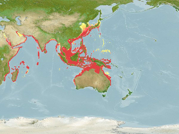 longtail tuna distribution