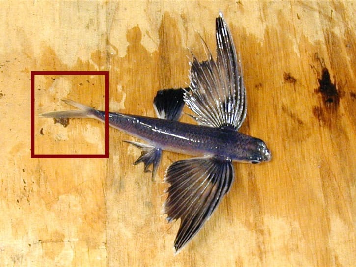 flying fish