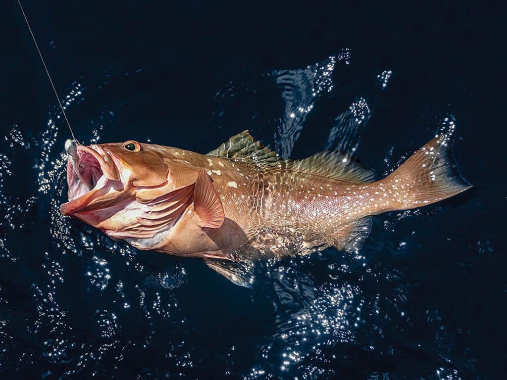 red grouper gulf of mexico