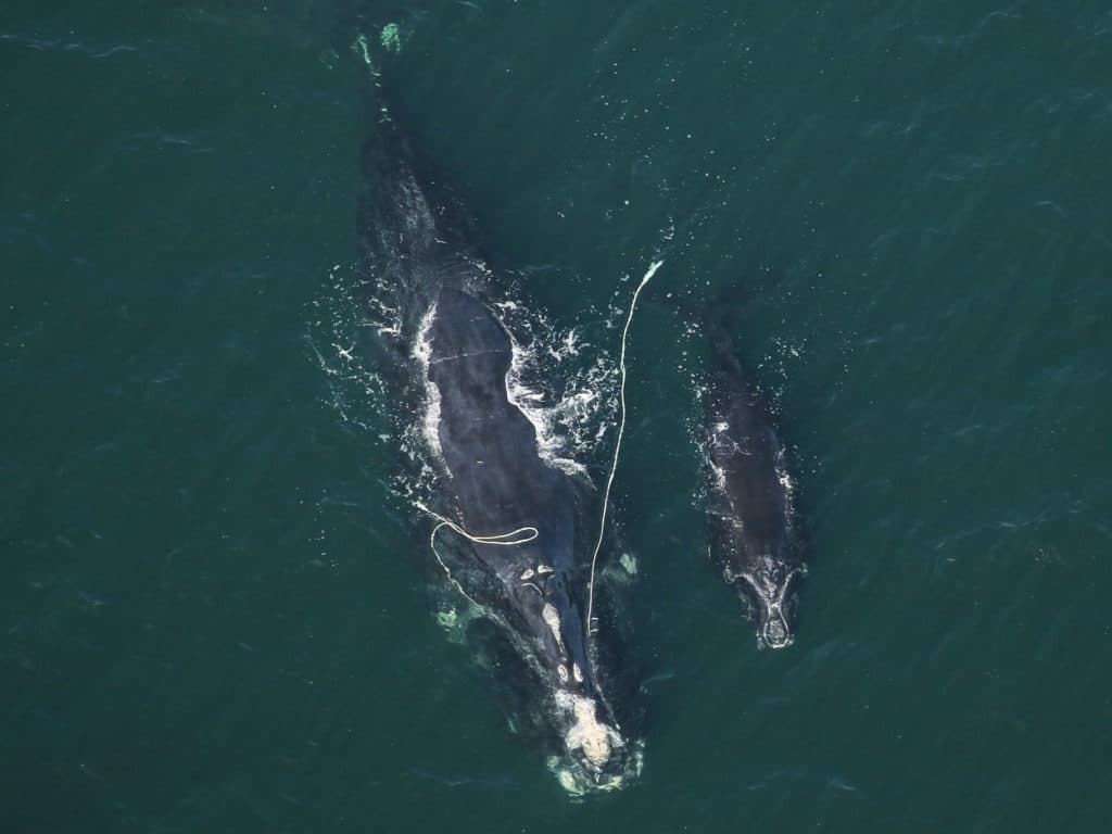 right whale entangled in net