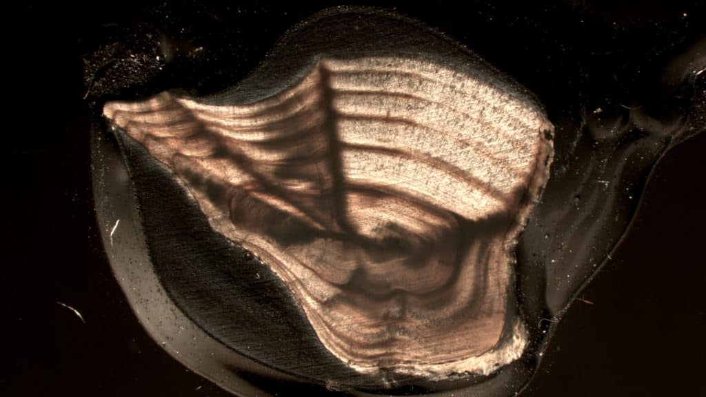 sea trout otolith