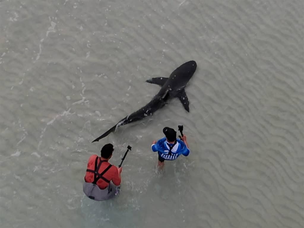 beach shark release