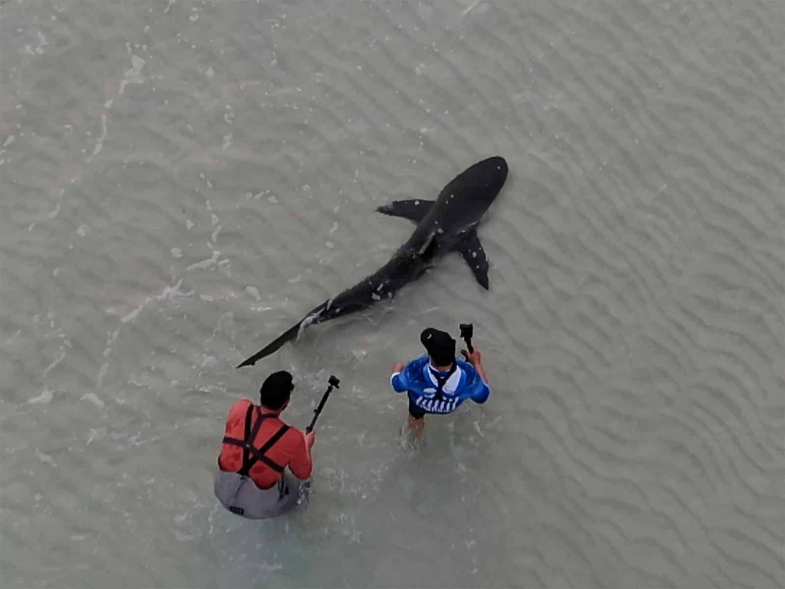 Beach Shark Fishing Gear