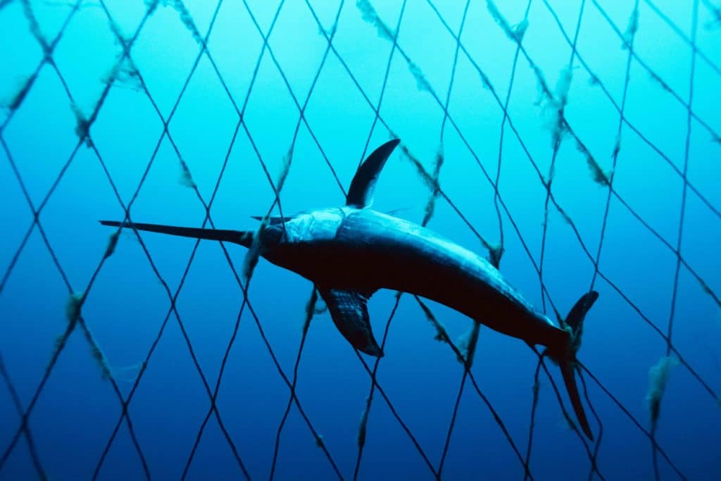 swordfish stuck in drift gillnet