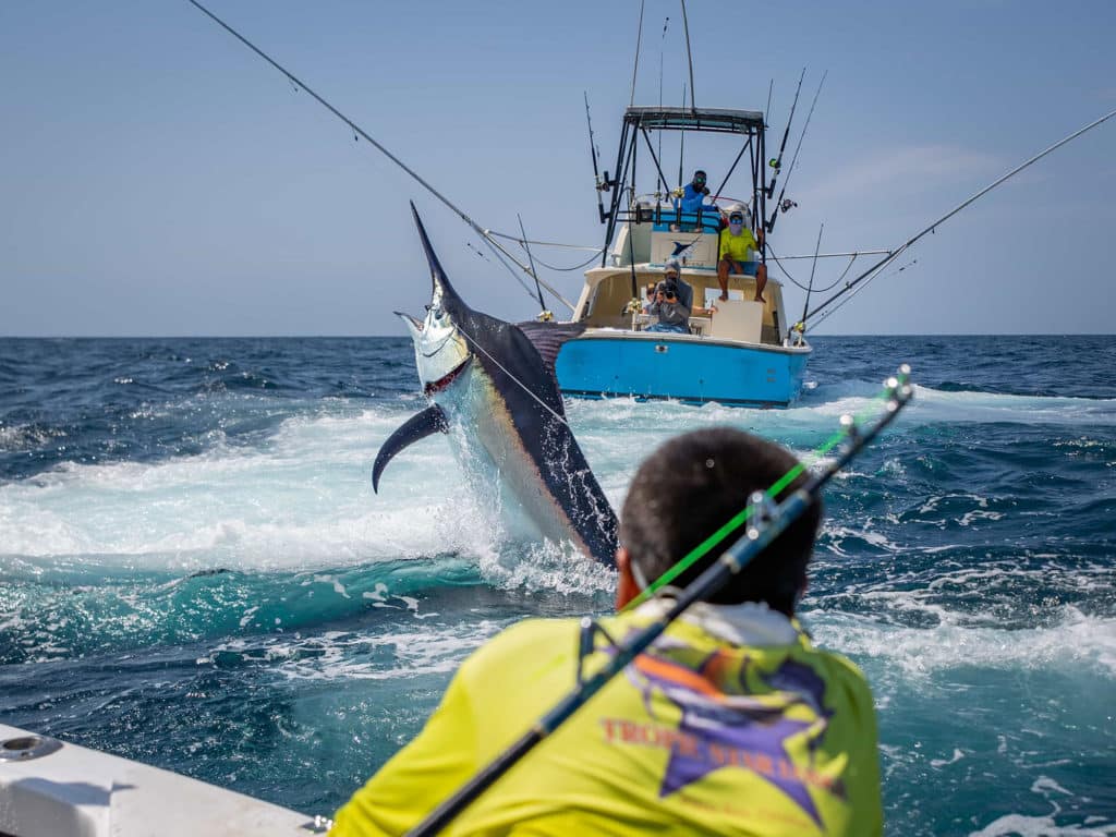 Marlin caught at Tropic Star Lodge