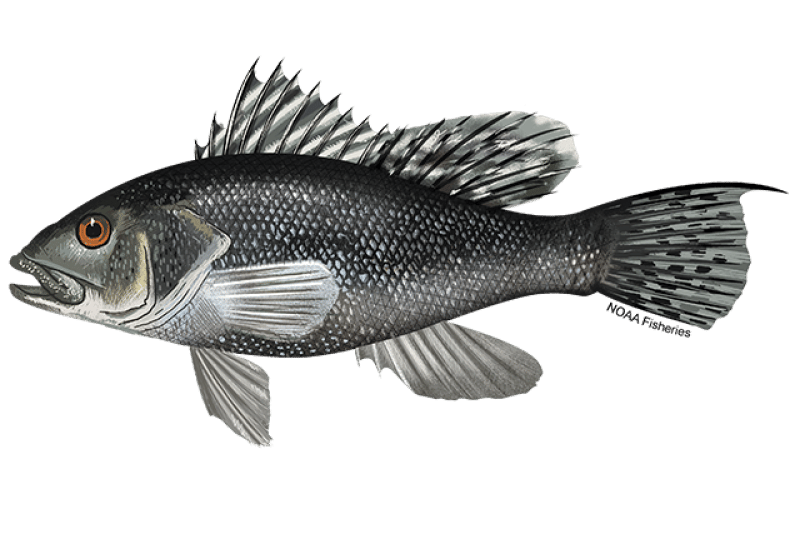 https://www.saltwatersportsman.com/uploads/2023/02/Black-Sea-Bass-NOAAFisheries.png