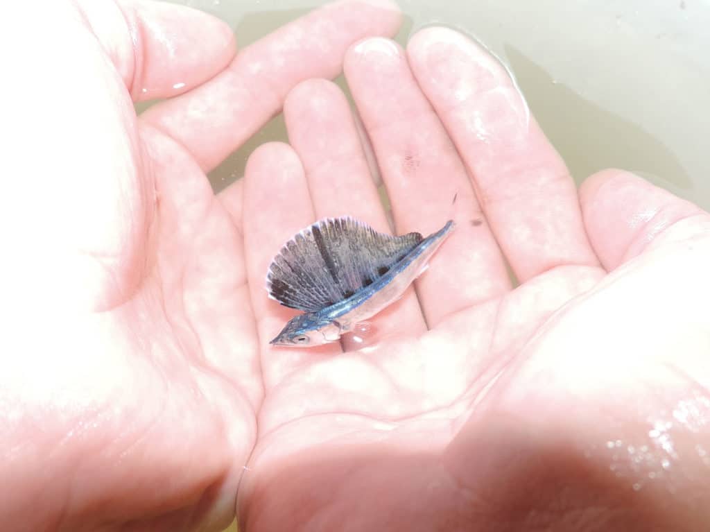 Baby Blue Marlin