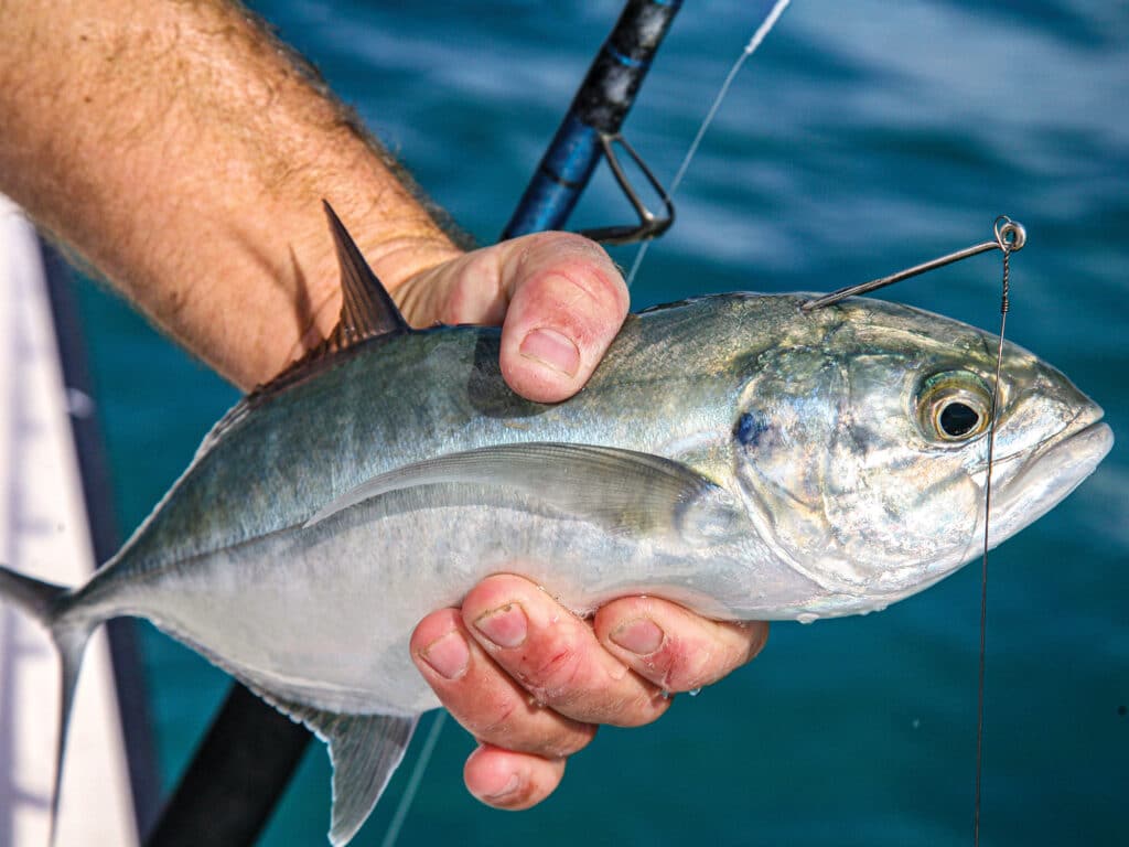 Blue runner for mackerel bait