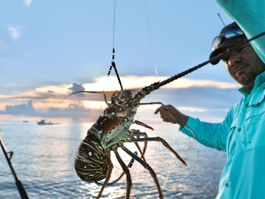 Lobster bait for snapper