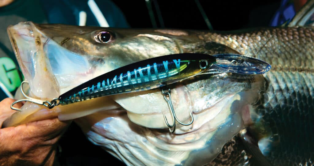 Snook caught using a large plug