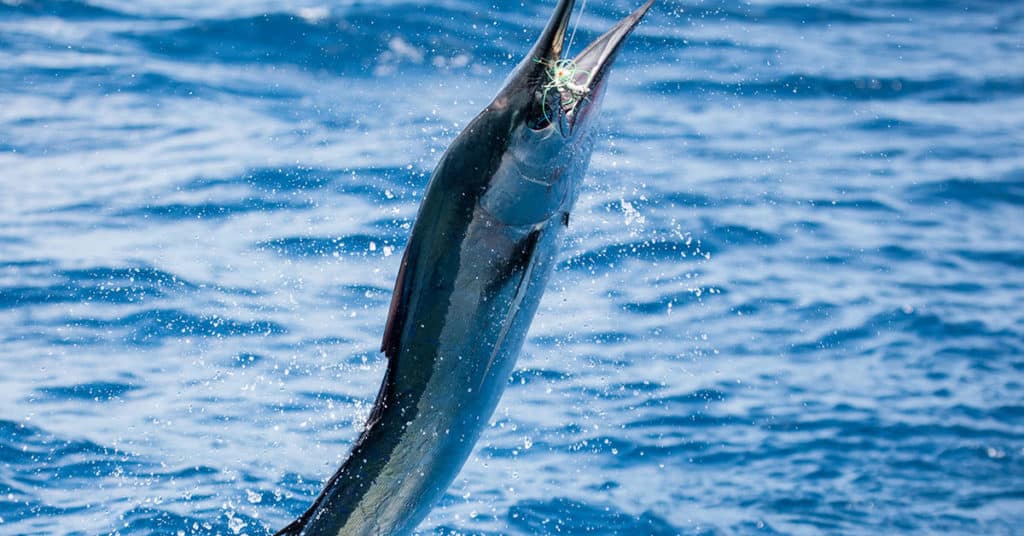 Marlin leaping out of the water