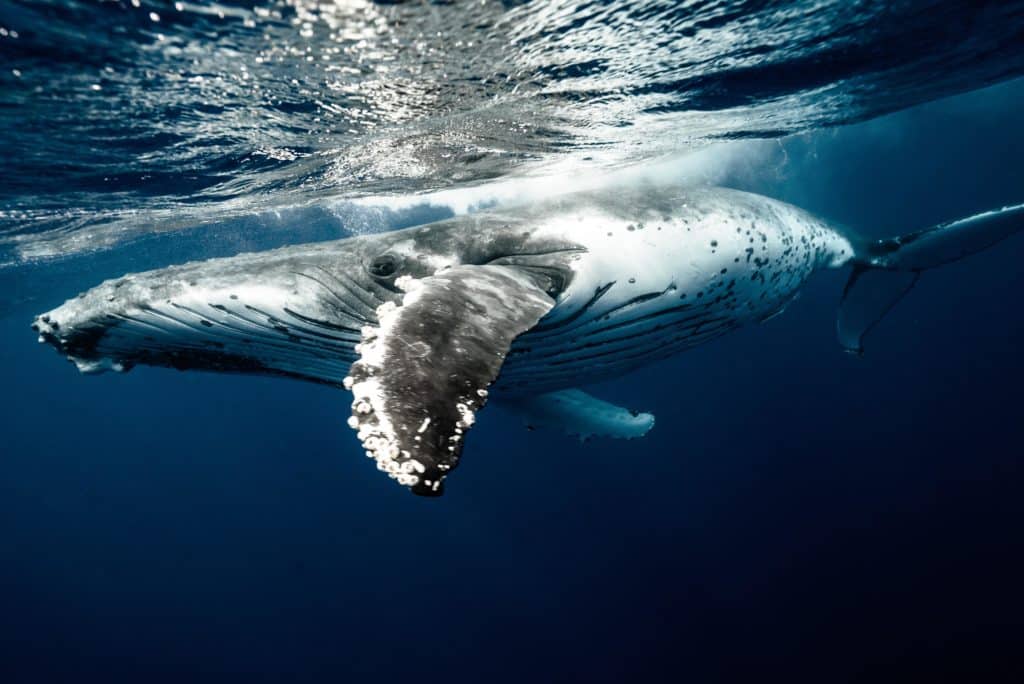 humpback whale under water