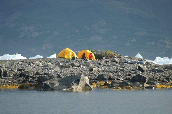 observing seabirds