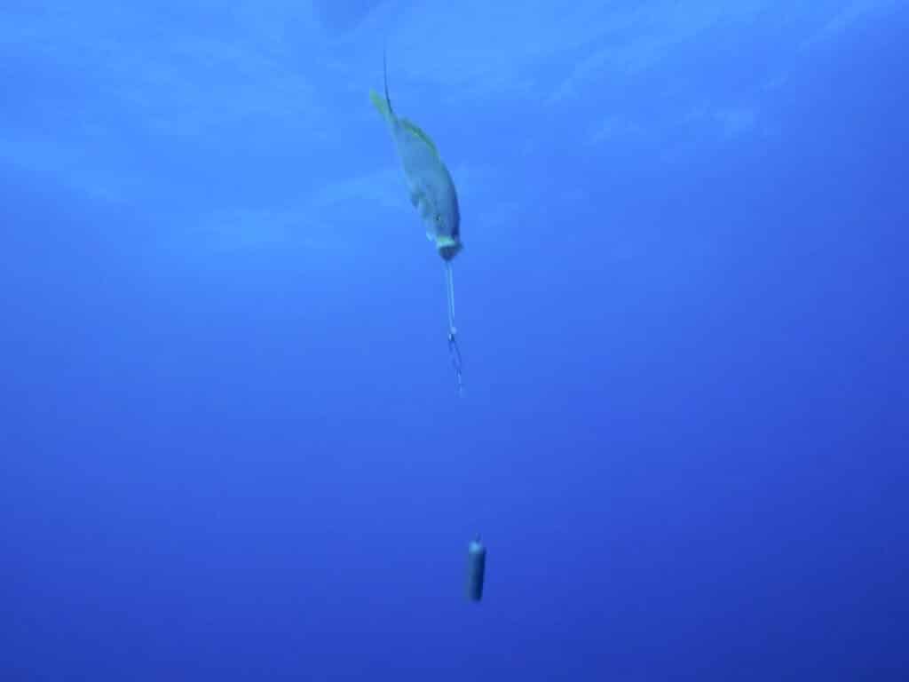 Protecting reef fish