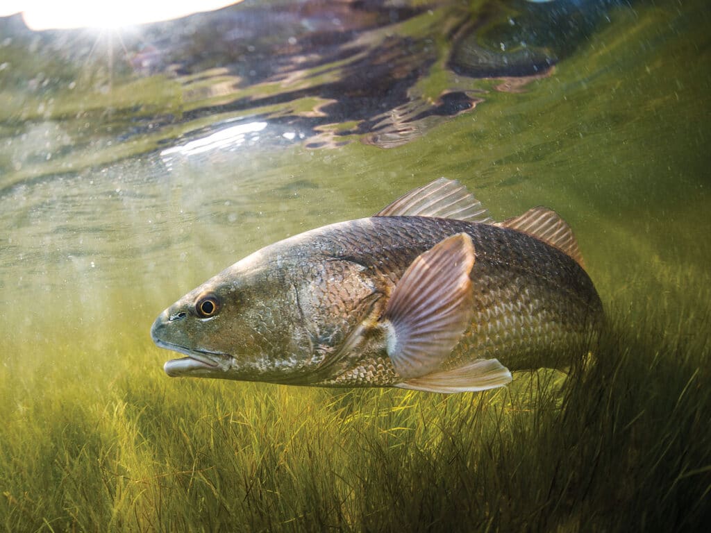 Redfish in seagrass