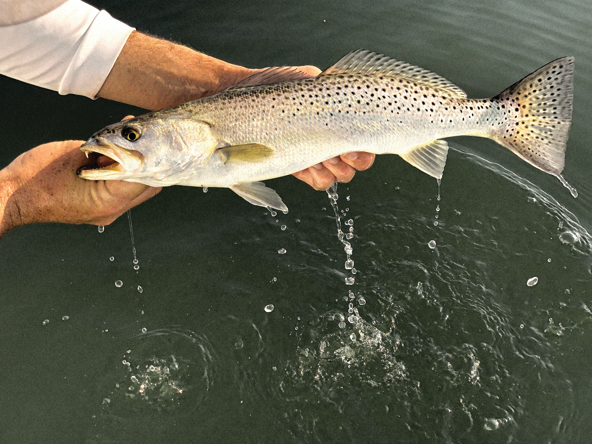 How to Use Floats & Live Bait for Spotted Sea Trout