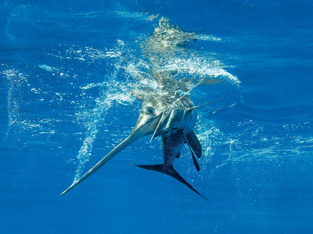 Swordfish caught during the day