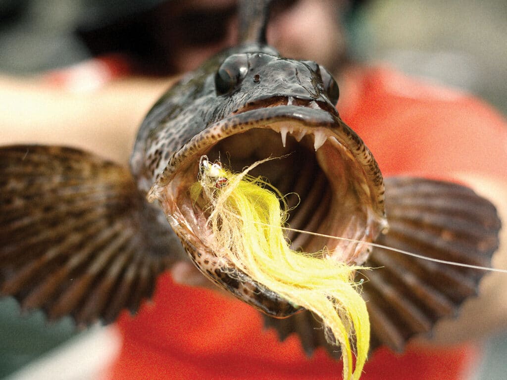 Lingcod caught on fly