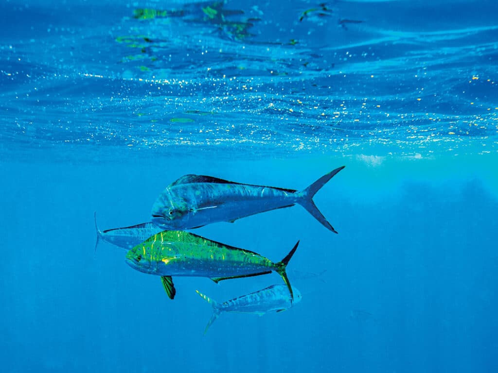 School of mahi swimming