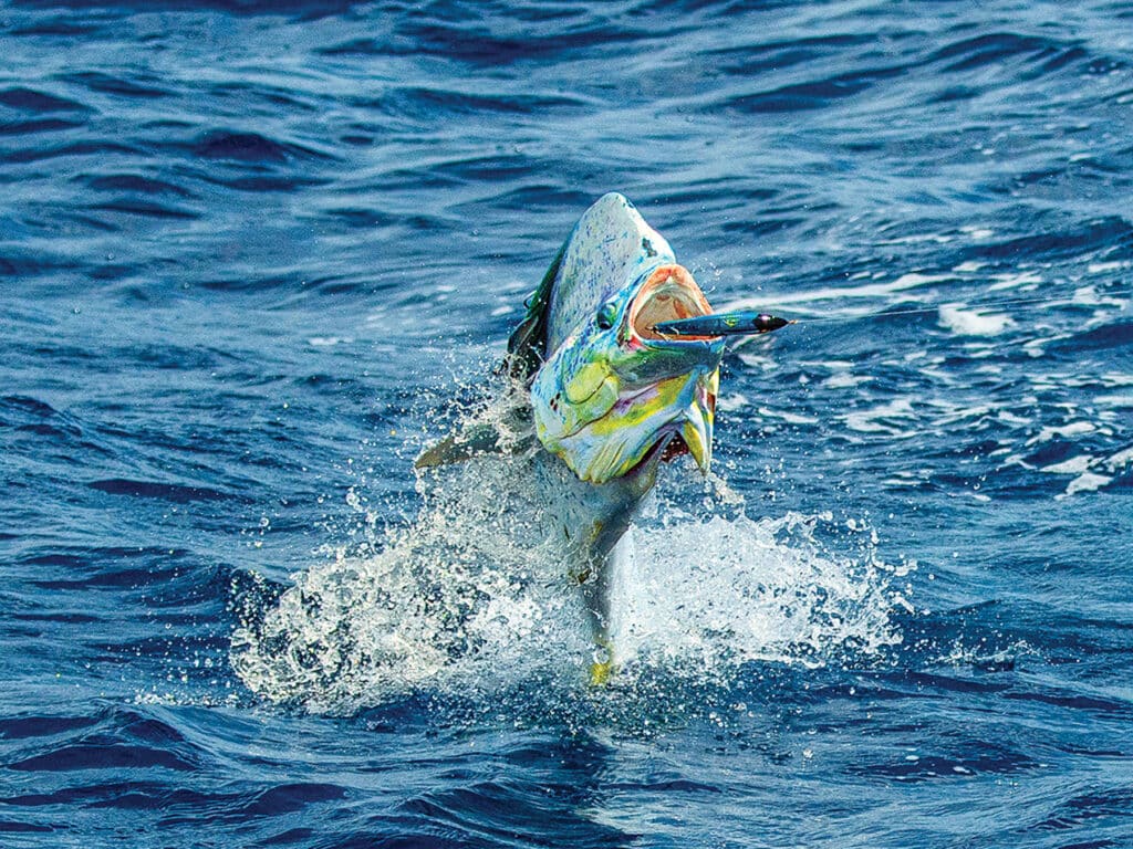 Large mahi chasing popper