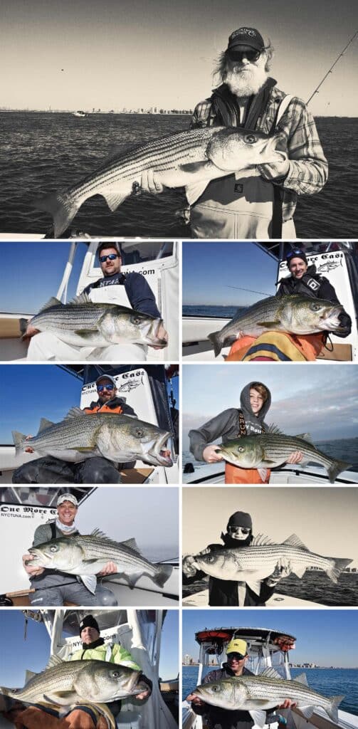Collection of striped bass