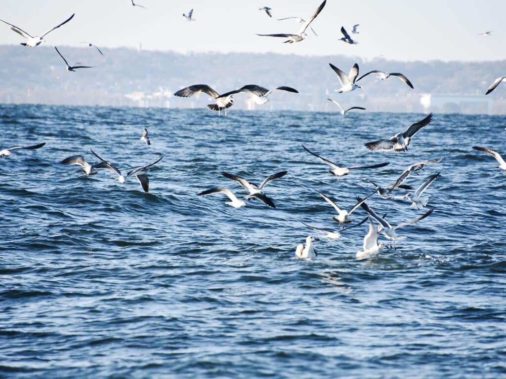 Birds on a school of fish