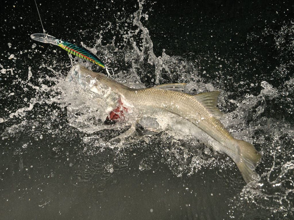 Snook chasing a plug