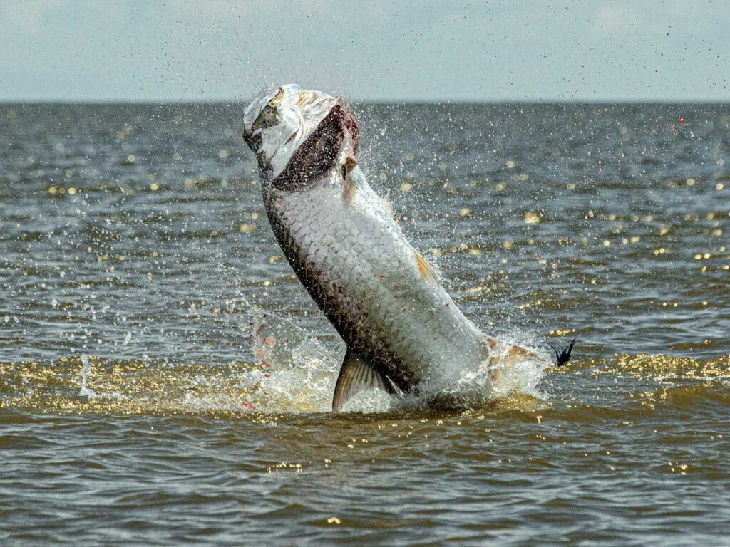 Tarpon jumping