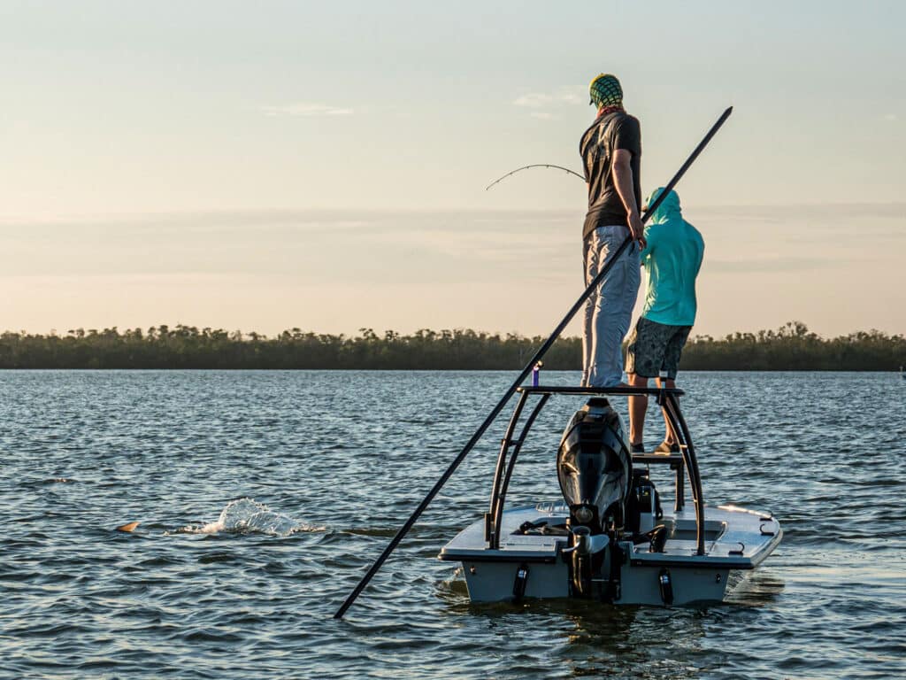 Tarpon rolling on the surface