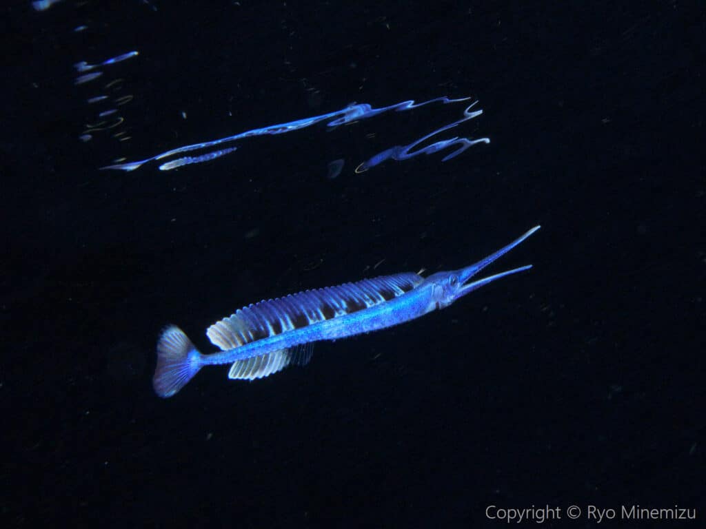 baby swordfish