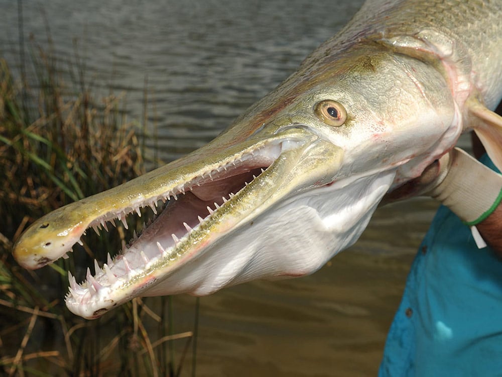 Alligator gar