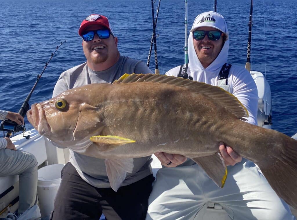 yellowedge grouper